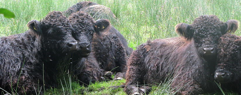 Unsere Moordyk Galloways